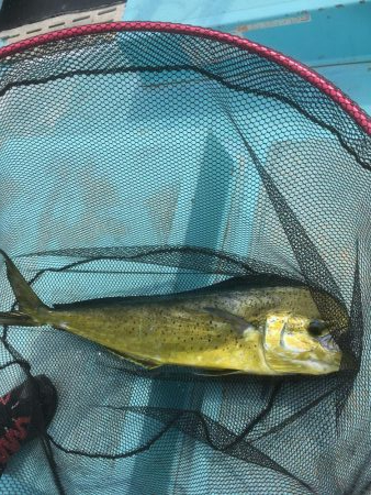 牟岐沖でイサキ、シイラ