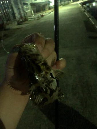 ショアジギとナイトゲーム