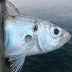 ベタ凪アジング