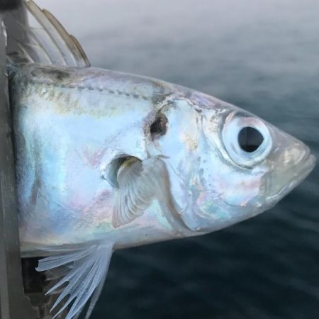 ベタ凪アジング