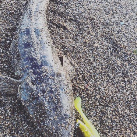 念願のヒラメ(ソゲ)