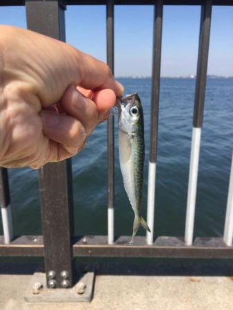 さば、サバ、鯖！