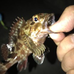 連休大潮初日なので