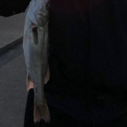 サゴシ時合いあり。