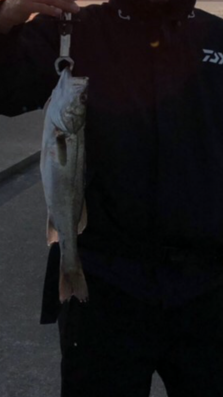 サゴシ時合いあり。