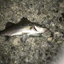 平成最後はチーバスで終了