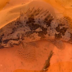 またタケノコメバルさんじゃないか!!