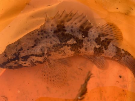 またタケノコメバルさんじゃないか!!