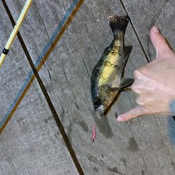 アジング!メバリング!