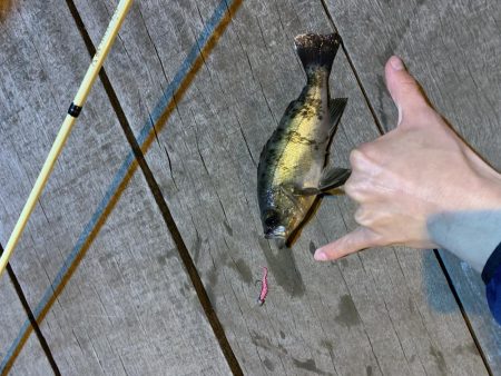 アジング!メバリング!