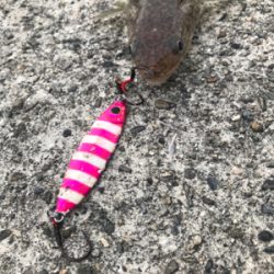 エソからの〜エソ