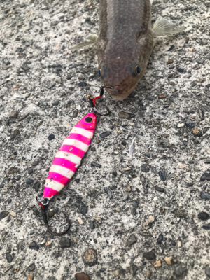 エソからの〜エソ