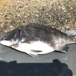 浮き団子でチヌ