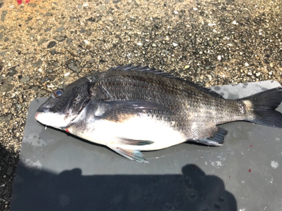 浮き団子でチヌ