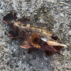 日没後に活性急上昇♪