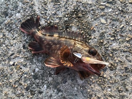 日没後に活性急上昇♪