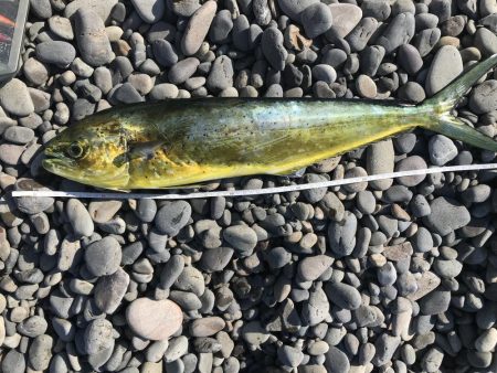 シイラゲット！