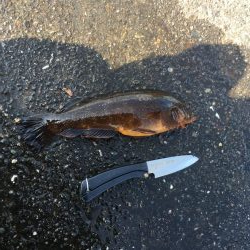 津田沖一文字でカサゴ祭