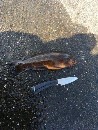 津田沖一文字でカサゴ祭