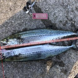 母の日のプレゼントにサゴシ