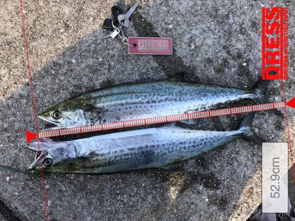 母の日のプレゼントにサゴシ