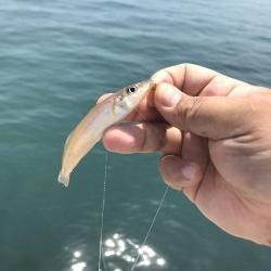 カレイはどこ？