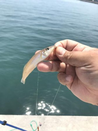 カレイはどこ？