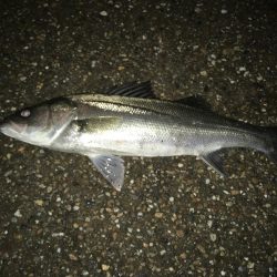 令和１本目ゲットしました。