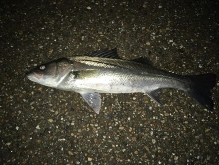 令和１本目ゲットしました。