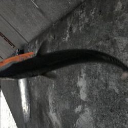 ショアジギング