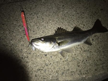 西宮浜跳ね橋周辺バチパターン開幕