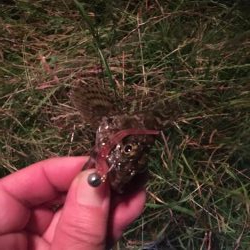 サイズUPやけど…