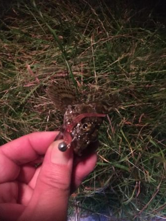 サイズUPやけど…