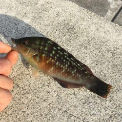 ライトな五目釣り