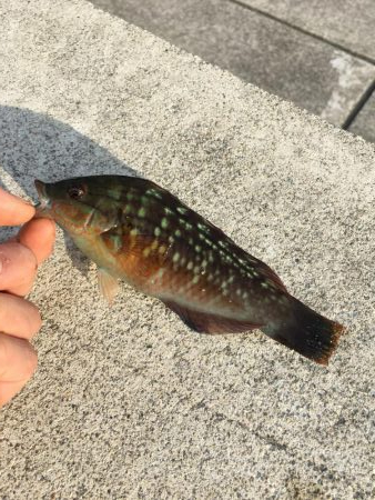 ライトな五目釣り