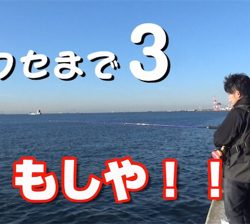 神戸沖堤、サゴシ襲来