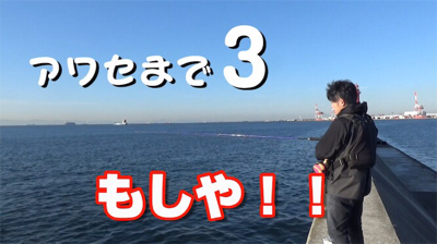 神戸沖堤、サゴシ襲来