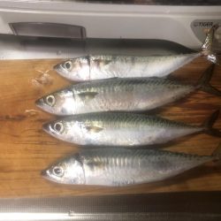 伊吹島でショアジギ