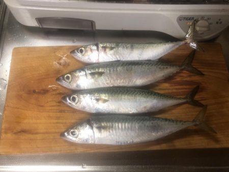 伊吹島でショアジギ