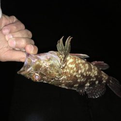 懲りずにガシラ