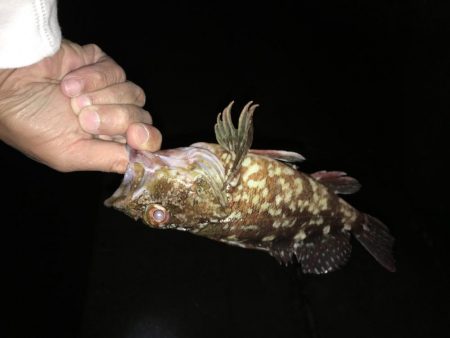 懲りずにガシラ