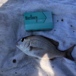 エビ撒きで小物色々