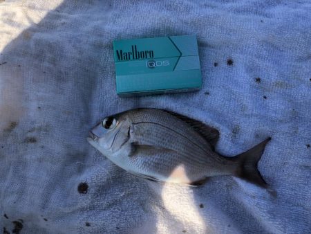 エビ撒きで小物色々