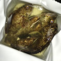 飽きずにガシラ