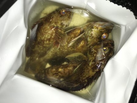 飽きずにガシラ