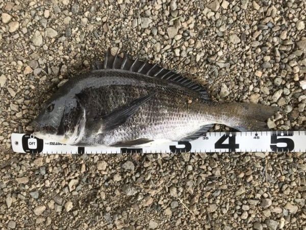 イチノ兄弟、釣果！