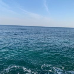 アオリイカ釣果！