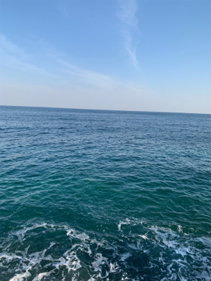 アオリイカ釣果！