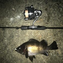 尺アジ狙いが…