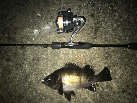 尺アジ狙いが…